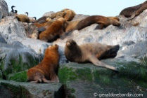 Lobos de mar de un pelo en Canal de Beagle